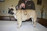 BOULEDOGUE FRANCAIS - BROSSAGE 022